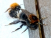 Bombus Hypnorum mating