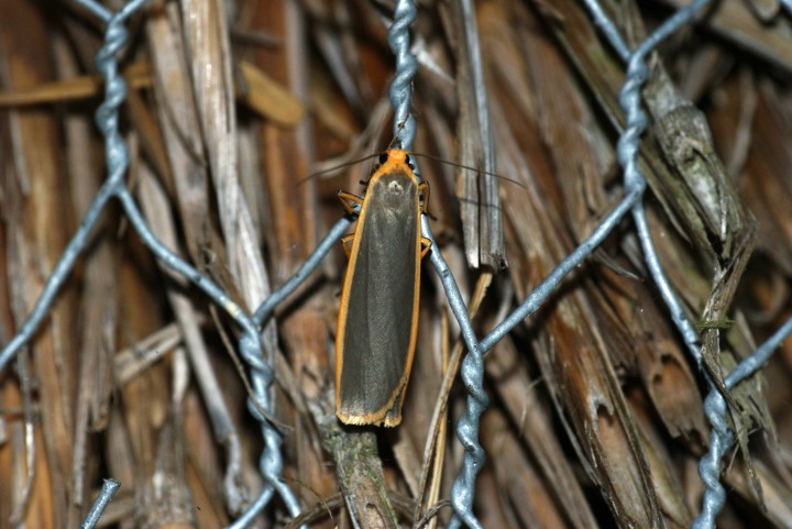 Common Footman 2 Copyright: Ben Sale