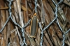 Common Footman 2