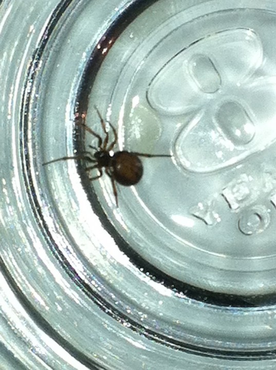 possibly a false widow 2 Copyright: Laura Hawkins