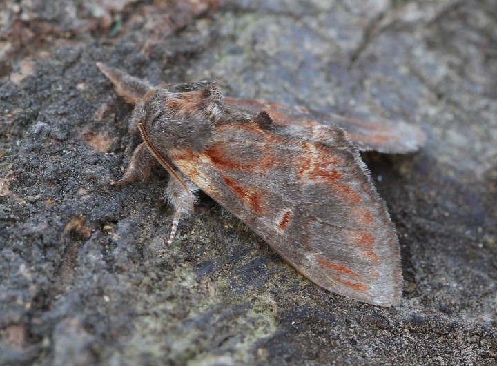 Iron prominent 4 Copyright: Graham Ekins