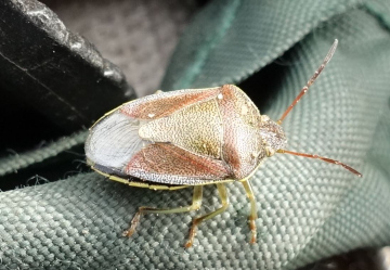 Gorse shieldbug Copyright: Peter Squire