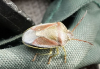 Gorse shieldbug Copyright: Peter Squire