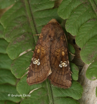 Amphipoea oculea Ear Moth Copyright: Graham Ekins