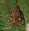 Amphipoea oculea Ear Moth