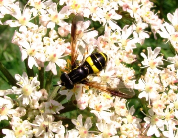 Chrysotoxum bicinctum Copyright: Graham Smith