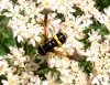 Chrysotoxum bicinctum 