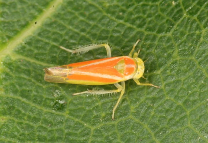 Alebra albostriella Copyright: Peter Harvey