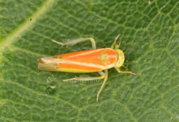 Alebra albostriella Copyright: Peter Harvey