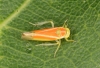 Alebra albostriella