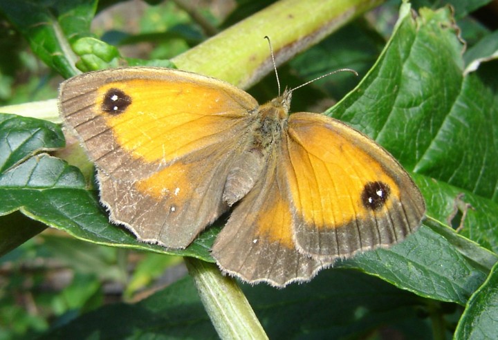 Gatekeeper butterfly in garden Copyright: Sue Grayston