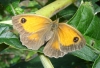 Gatekeeper butterfly in garden