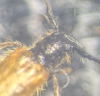 Tetrops praeustus split eye