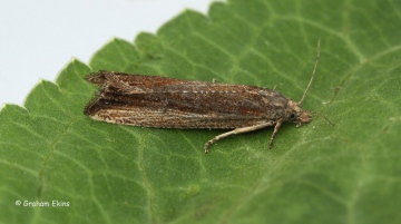 Bactra robustana Copyright: Graham Ekins