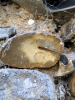 Wakes Colne Church Fossil Sea Urchin Spine 13 September 2024 