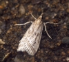 Eudonia pallida 2 Copyright: Ben Sale