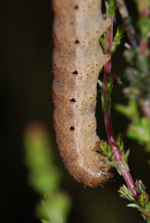 N fimbriata larvae on Ling Copyright: Robert Smith