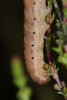 N fimbriata larvae on Ling