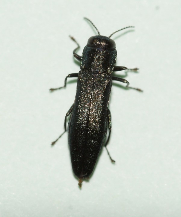 Agrilus sulcicollis (spec ex) Copyright: Robert Smith