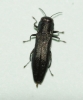 Agrilus sulcicollis (spec ex)