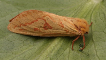 Ghost Moth Hepialus humuli 2 Copyright: Graham Ekins