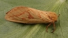 Ghost Moth Hepialus humuli 2 Copyright: Graham Ekins