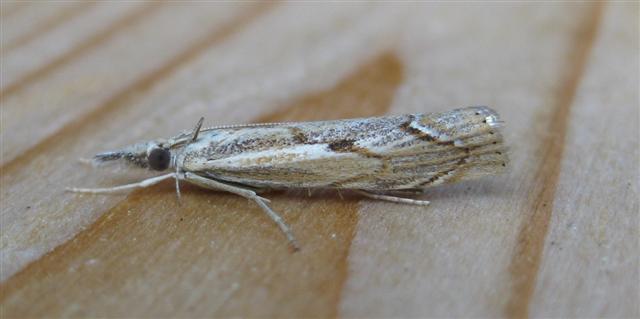 Agriphila geniculea. Copyright: Stephen Rolls