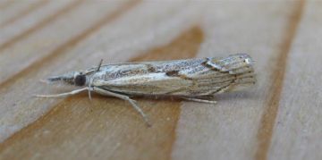 Agriphila geniculea. Copyright: Stephen Rolls