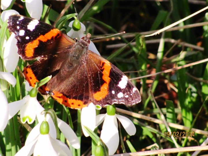 Red Admiral 4 Copyright: Graham Smith