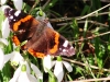 Red Admiral 4 
