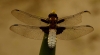 Broad Bodied Chaser - 18th June 2013 Copyright: Ian Rowing