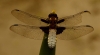 Broad Bodied Chaser - 18th June 2013