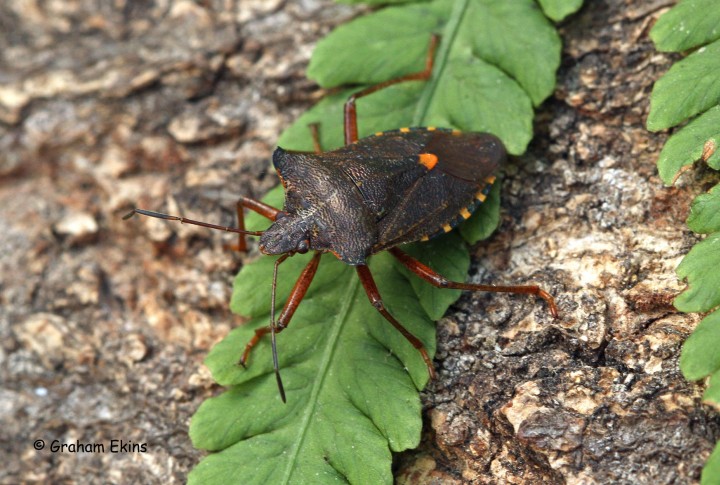 Pentatoma rufipes (Forest Bug) 2 Copyright: Graham Ekins