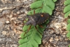 Pentatoma rufipes (Forest Bug) 2 