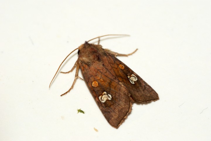 Ear Moth agg. Copyright: Ben Sale