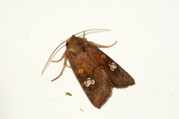 Ear Moth agg. Copyright: Ben Sale