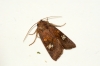 Ear Moth agg. Copyright: Ben Sale
