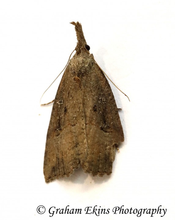 Hypena rostralis Buttoned Snout 4 Copyright: Graham Ekins