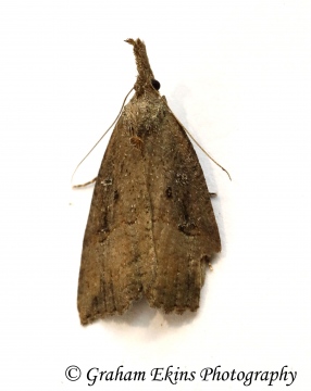 Hypena rostralis Buttoned Snout 4 Copyright: Graham Ekins