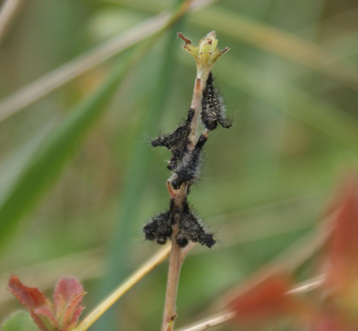 Emperor larva early moult Copyright: Robert Smith