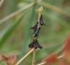 Emperor larva early moult Copyright: Robert Smith