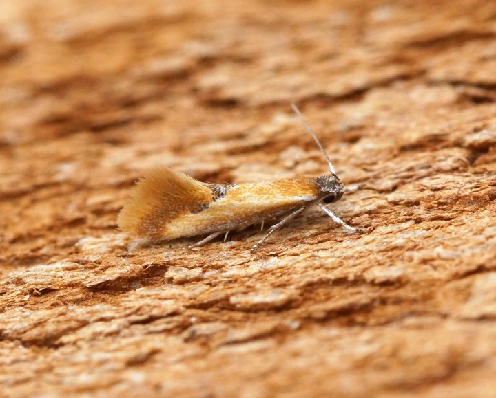 Batia lunaris 1 Copyright: Ben Sale