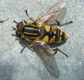 Helophilus pendulus - hoverfly