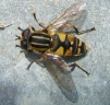 Helophilus pendulus - hoverfly Copyright: Martyn Everett