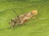 Dioxyna bidentis 