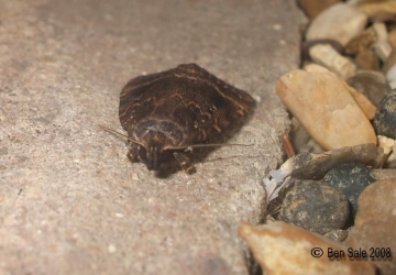 Svensson's Copper Underwing palps Copyright: Ben Sale