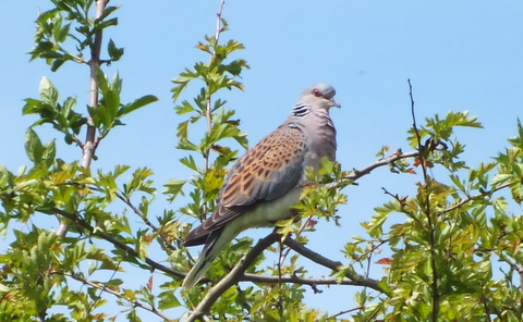 Turtle Dove (Streptopelia turtur) Copyright: Peter Pearson