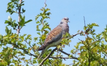 Turtle Dove (Streptopelia turtur) Copyright: Peter Pearson