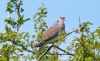 Turtle Dove (Streptopelia turtur) 