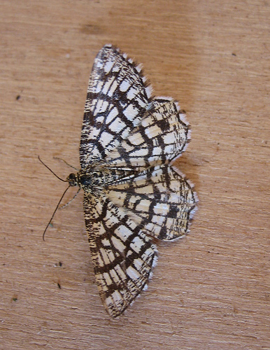 Latticed Heath. Copyright: Stephen Rolls